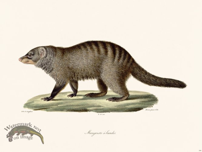 (image for) Cuvier 184 Mongoose To Moors