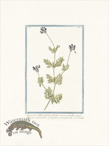 (image for) Bonelli 273 Spike Lavender