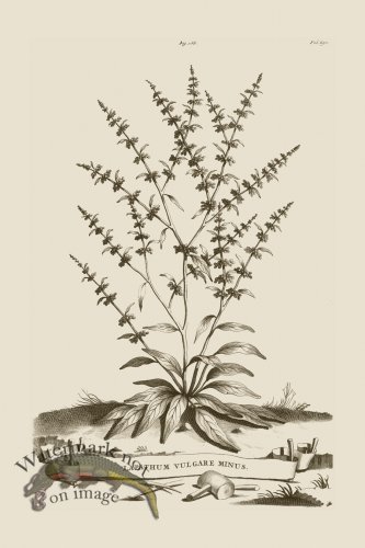 (image for) Abraham Munting 188