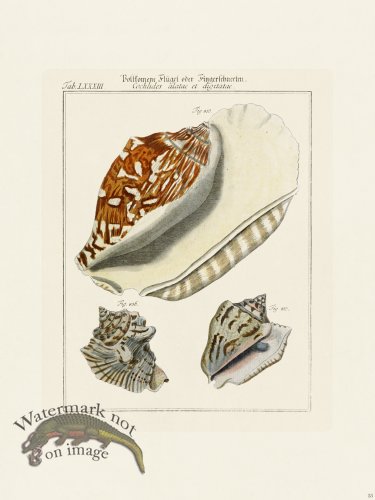 (image for) Martini Shells 035