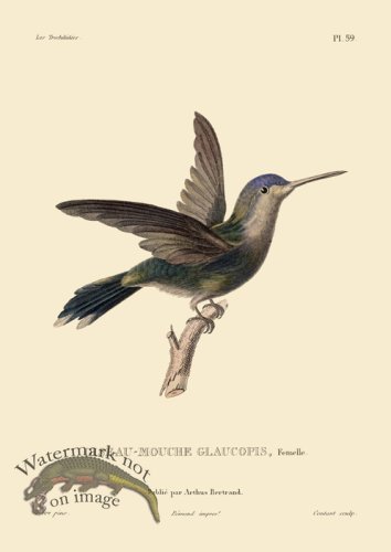 (image for) Humming Bird 59