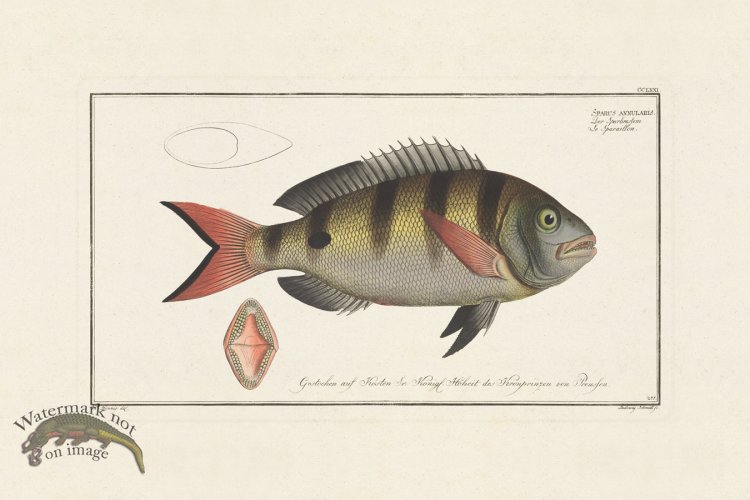 (image for) BLOCH FISH 271