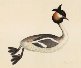 GREAT CRESTED GREBE . PL 34