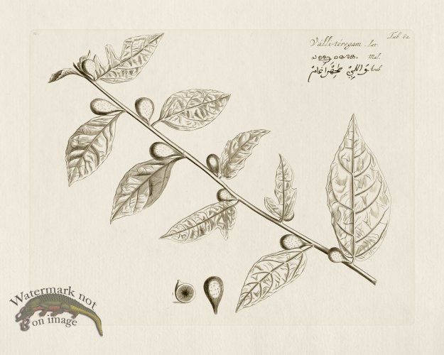 (image for) HORTUS VOl 03 62