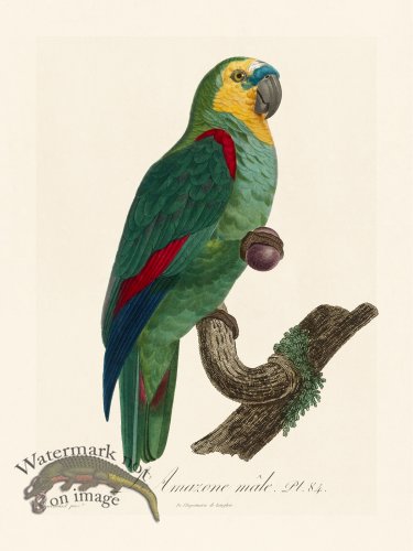 (image for) Barraband Parrot 084
