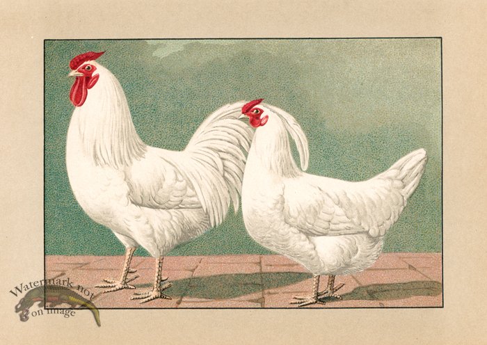 (image for) Chicken 72