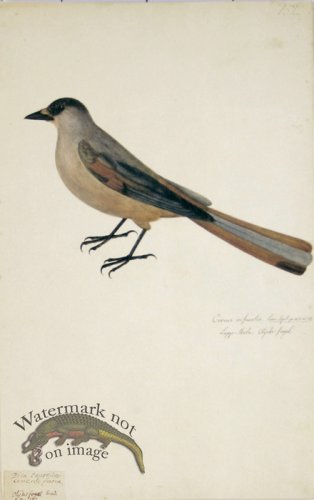 (image for) 152 Swedish Birds . Corvus Infaustus Siberian Jay
