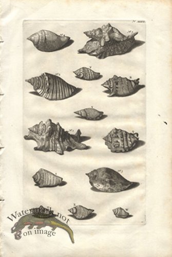 (image for) Rumphius 37