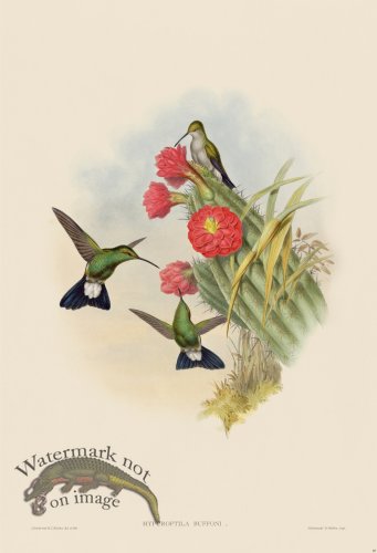 (image for) Gould Hummingbird 089