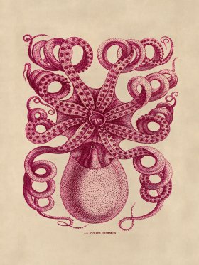 Octopus Pink 32