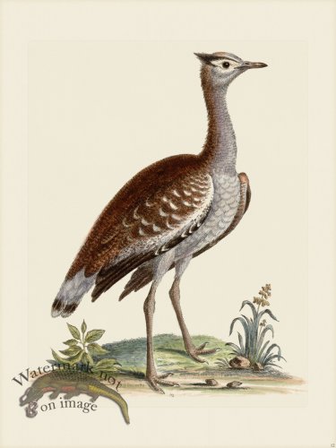 (image for) Edwards 012 Arabian Bustard