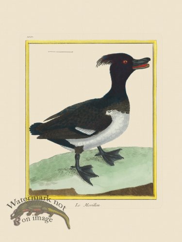 (image for) Martinet Bird 1001