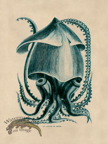 (image for) Octopus Teal 34