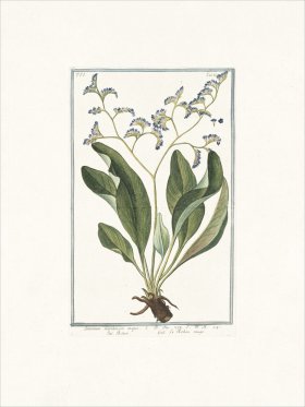 Bonelli 538 Sea lavender