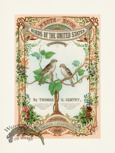 (image for) Thomas Gentry Bird 56