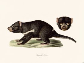 Cuvier 200 Tasmanian Devil