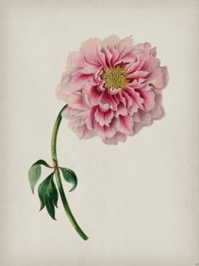 Andean Botanicals 038