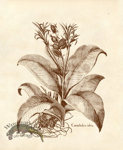 (image for) Besler 02 Canna