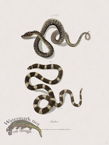 (image for) 46 New Holland Caffowary