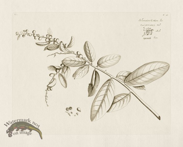 (image for) HORTUS VOL 02 16