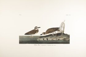 Wilson's Plover