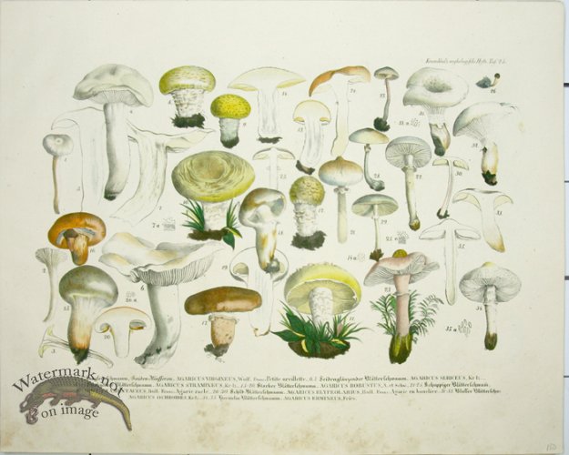 (image for) Mushroom Atlas 31