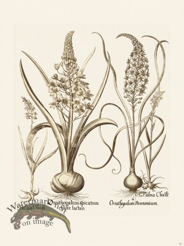 (image for) Besler 090 B1