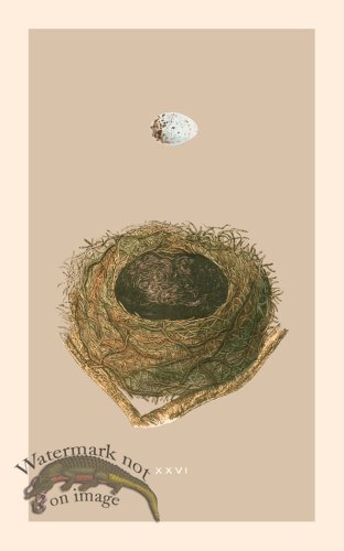 (image for) Morris Nest 26