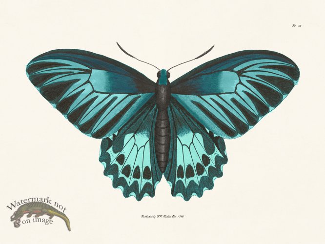 (image for) Nodder BF 55