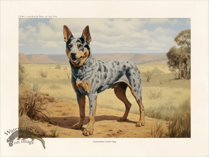 (image for) CFA Dog Australian Cattle Dog 01