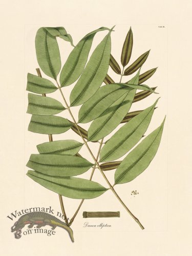 (image for) Hooker Fern 03