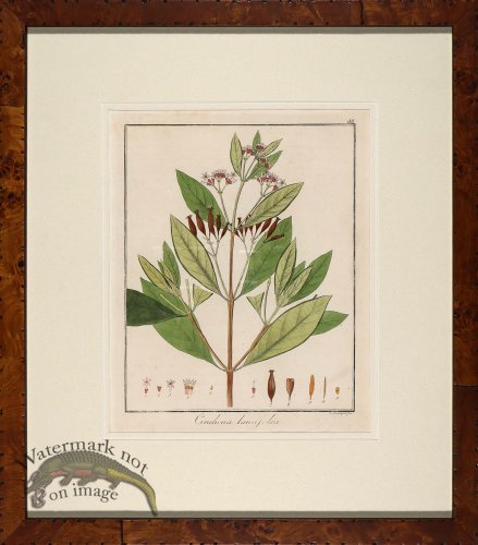 (image for) Hayne\'s Botanical in Burl 18