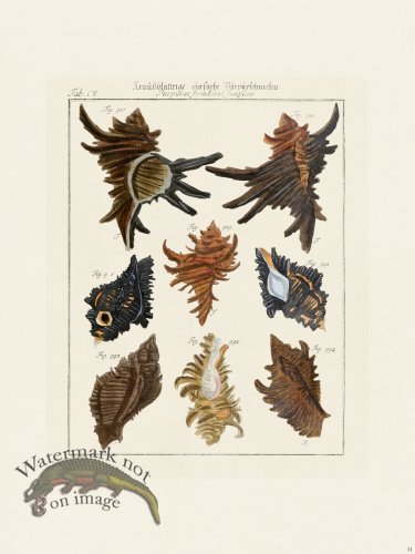 (image for) Martini Shells 051