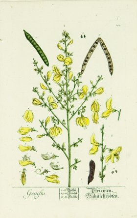 Blackwell German 009