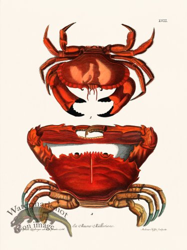 (image for) Knorr Sealife 17