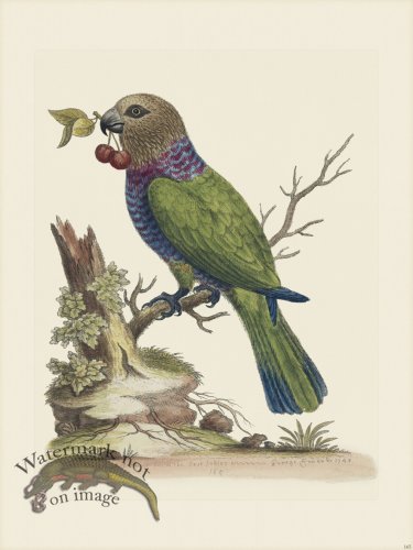 (image for) Edwards 165 Hawk-headed Parrot