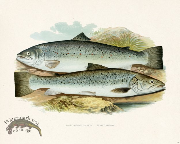 (image for) British FW 26