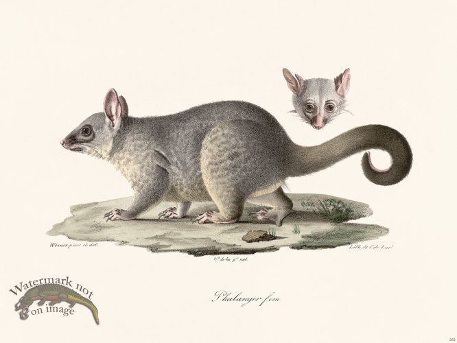 (image for) Cuvier 252 Phalanger Fem