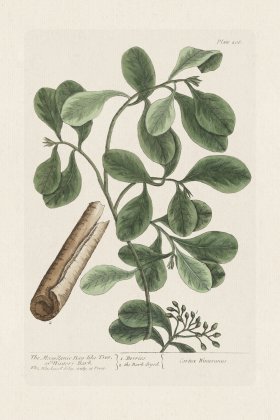 BEE 206 The Magellanic Bay-Like Tree