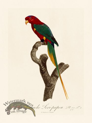 (image for) Barraband Parrot 077