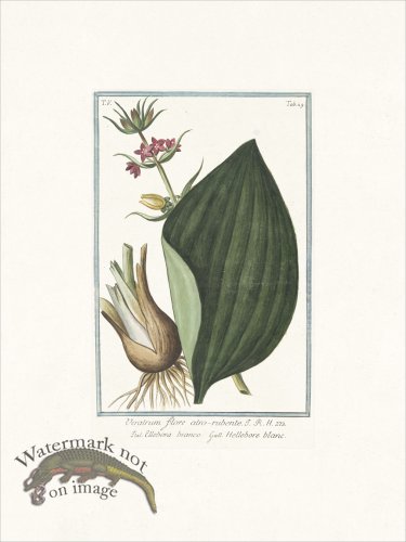 (image for) Bonelli 429 Red false helle-bore