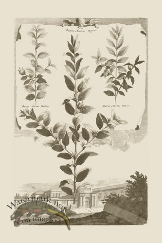 (image for) Abraham Munting 035