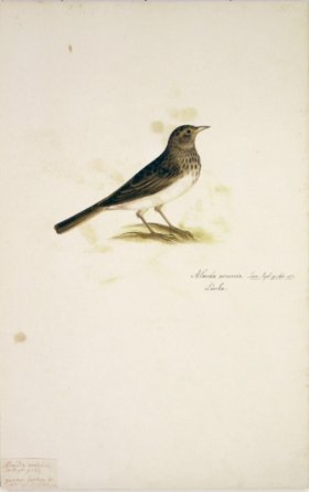 85 Swedish Birds . Alauda Arvensis, Skylark