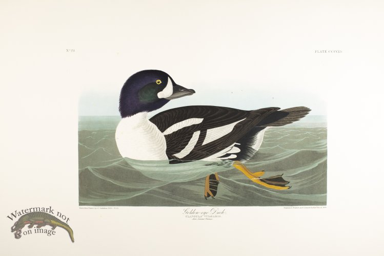 (image for) Red-Breasted Merganser