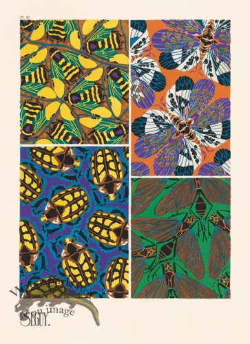 (image for) Seguy Bug 20