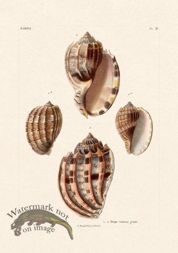 (image for) French Shell 025