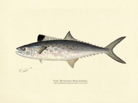 (image for) Mackerel - Spanish Mackerel