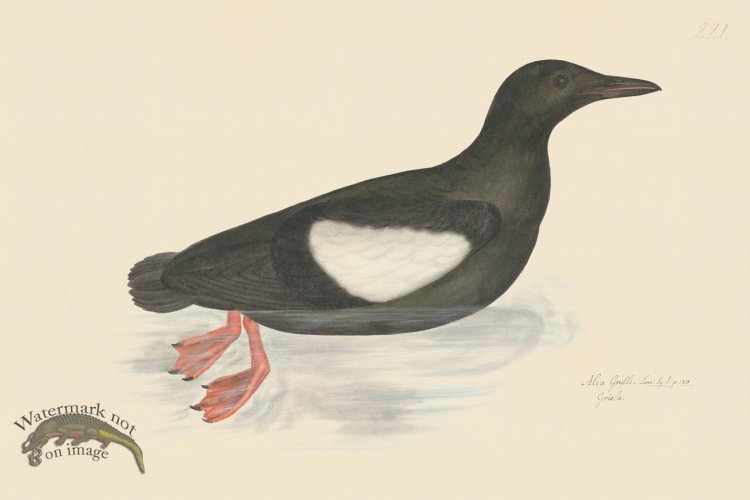 (image for) Rudbeck CFA 221 Black Guillemot