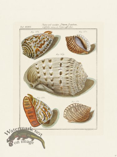 (image for) Martini Shells 017