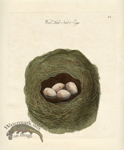 (image for) Woodlark Nest Eggs
